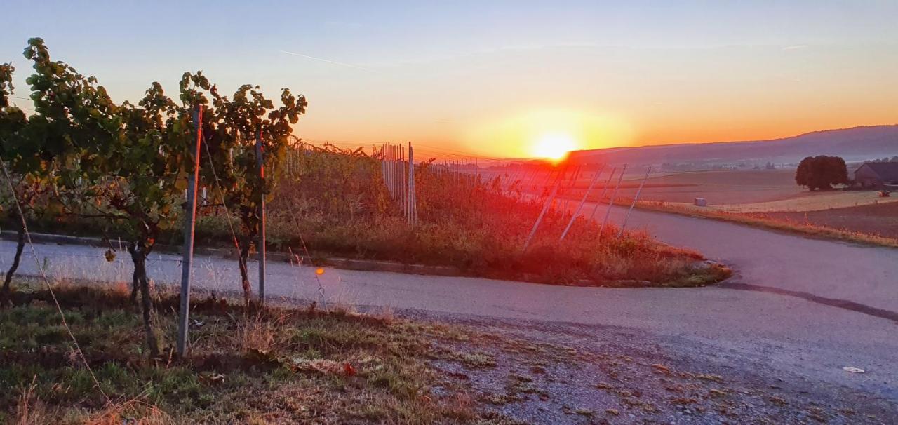 Appartamento Weingut Will Und Wuerz Lemberger Schwaigern Esterno foto