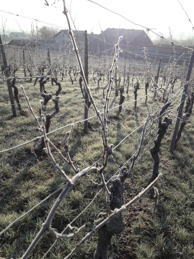 Appartamento Weingut Will Und Wuerz Lemberger Schwaigern Esterno foto