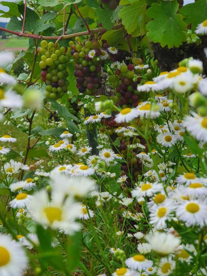 Appartamento Weingut Will Und Wuerz Lemberger Schwaigern Esterno foto