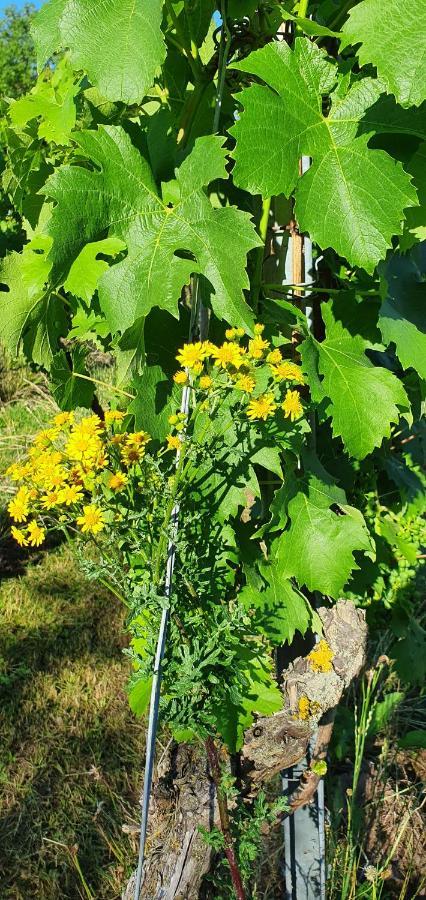 Appartamento Weingut Will Und Wuerz Lemberger Schwaigern Esterno foto